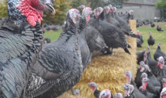 free-range-christmas-turkeys-peachcroft-farm